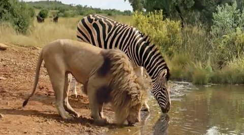 a lion and zebra drinking together from a water hole